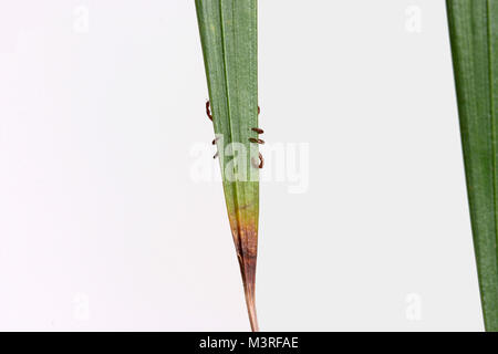 Beine eines Dermacentor variabilis auf eine Pflanze Blatt festhalten, die auch als American Dog Tick - diese Art von tick bekannt ist das Bakterium zu tragen Speichereinbauort bekannt Stockfoto