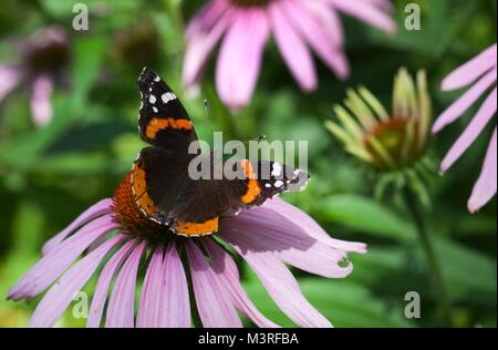 Rot Schmetterling Admiral (Vanessa atalanta) auf einem coneflower Stockfoto