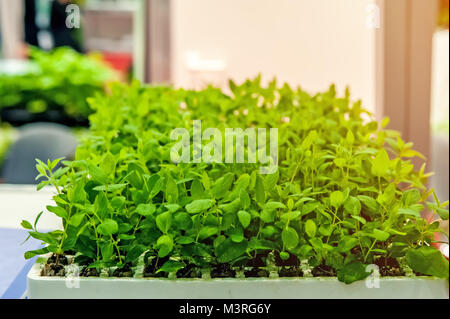 Sämlinge von Blumen und Gemüse wachsen im Schaum Container in Papiertüten auf das Fenster im Boden an einem sonnigen Tag. Modernen Tendenzen der cultivat Stockfoto