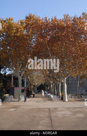 Bilder von sonnigen Barcelona, Spanien im Winter, Blick durch die Bäume von den magischen Brunnen, Plaça de Josep Puig i Cadafalch, Barcelona, Spanien Stockfoto