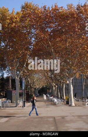 Bilder von sonnigen Barcelona, Spanien im Winter, Blick durch die Bäume von den magischen Brunnen, Plaça de Josep Puig i Cadafalch, Barcelona, Spanien Stockfoto