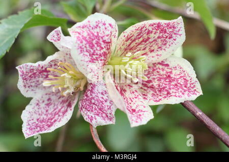 Clematis cirrhosa Freckles 'purpurascens', die in der Blume in einem Englischen Garten im frühen Winter, UK. Hauptversammlung Stockfoto