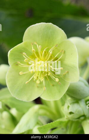 Helleborus argutifolius, das Korsische Nieswurz, in der Blume im Winter UK Garten. Hauptversammlung Stockfoto