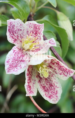 Clematis cirrhosa Freckles 'purpurascens', die in der Blume in einem Englischen Garten im frühen Winter, UK. Hauptversammlung Stockfoto