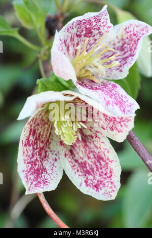 Clematis cirrhosa Freckles 'purpurascens', die in der Blume in einem Englischen Garten im frühen Winter, UK. Hauptversammlung Stockfoto