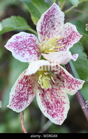 Clematis cirrhosa Freckles 'purpurascens', die in der Blume in einem Englischen Garten im frühen Winter, UK. Hauptversammlung Stockfoto