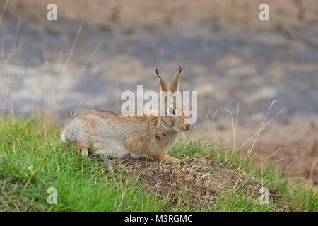 Wild UK Kaninchen Tier (Oryctolagus cuniculus) isoliert im Freien, liegend auf Gras in der Nähe seiner warren. Stockfoto