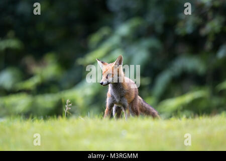 Niedriger Winkel, Vorderansicht Nahaufnahme des wilden UK Rotfuchs Jungen (Vulpes vulpes) im Tageslicht stehend, isoliert auf Gras, verspielt & wachsam. Land rote Füchse. Stockfoto