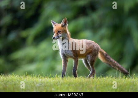 Junger dünner Rotfuchs (Vulpes vulpes) in wilder britischer Landschaft, wachsam stehend. Stockfoto