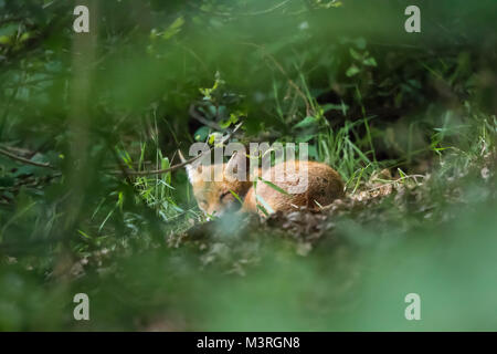 Isolierte UK Rotfuchs Junge (Vulpes vulpes) schlafen in UK Wald. Wilder britischer Fuchs schläft im geheimen Versteck, zusammengekrümmt, die Augen geschlossen. Stockfoto