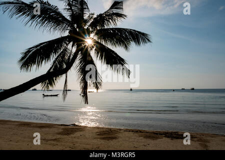 Koh Tao, Thailand, Palm Silhouette am Strand Stockfoto