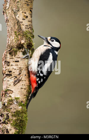 Männliche Buntspecht (Dendrocopus major) auf einem toten Birke Baumstumpf. Stockfoto