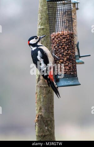 Männliche Buntspecht (Dendrocopus major) auf eine Zuführung. Stockfoto