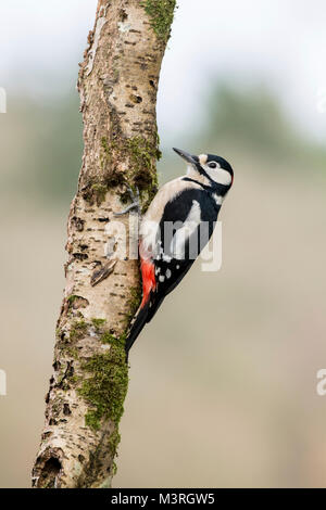 Männliche Buntspecht (Dendrocopus major) auf einem toten Birke Baumstumpf. Stockfoto