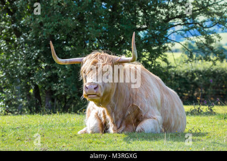 Vorderansicht der zotteligen Hochlandkuh (Stier), die auf Gras auf einer sonnenbeschienenen Wiese auf dem Land sitzt und grast. Mürrische Kuh mit großen Hörnern starrt. Stockfoto