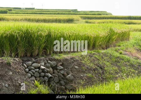 Küsten Reisterrassen Felder und Kunststoffrohr, Xinshe, Fengbin Township, Hualien County, Taiwan Stockfoto