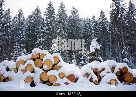 Woodpile von frisch geernteten Protokolle unter Tiefschnee Massen im Winter. Stämme der Bäume geschnitten und in einem Nadelwald in Österreich gestapelt. Stockfoto