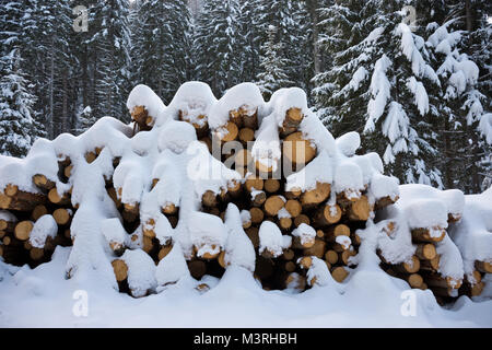 Woodpile von frisch geernteten Protokolle unter Tiefschnee Massen im Winter. Stämme der Bäume geschnitten und in einem Nadelwald in Österreich gestapelt. Stockfoto