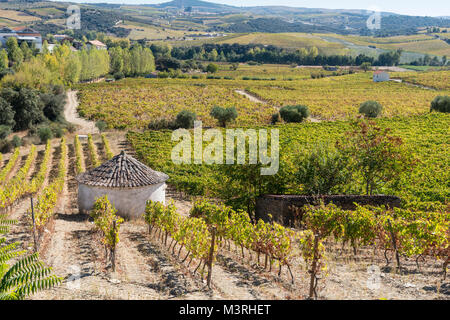 Weinbergen an den Hängen zwischen Horta und Sebadelhe, in der Weinregion Alto Douro, Nordportugal Stockfoto