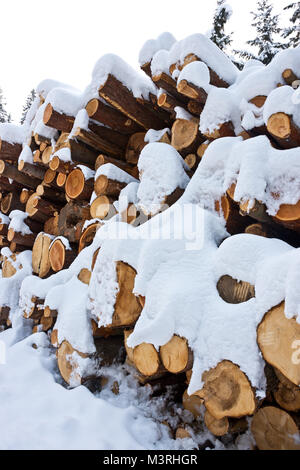 Woodpile von frisch geernteten Protokolle unter Tiefschnee Massen im Winter. Stämme der Bäume geschnitten und in einem Nadelwald in Österreich gestapelt. Stockfoto