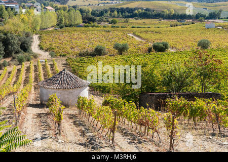 Weinbergen an den Hängen zwischen Horta und Sebadelhe, in der Weinregion Alto Douro, Nordportugal Stockfoto