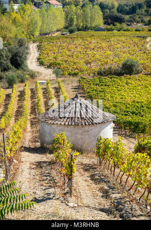 Weinbergen an den Hängen zwischen Horta und Sebadelhe, in der Weinregion Alto Douro, Nordportugal Stockfoto