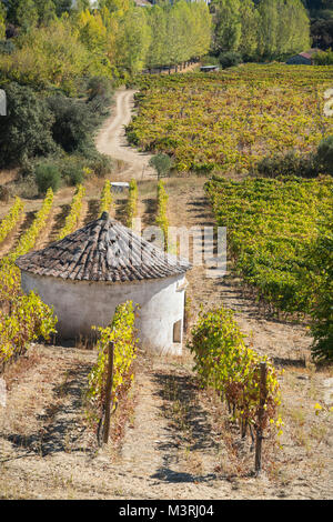 Weinbergen an den Hängen zwischen Horta und Sebadelhe, in der Weinregion Alto Douro, Nordportugal Stockfoto