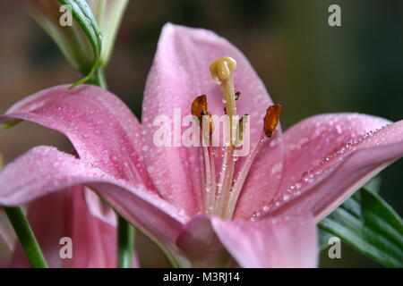 Rosa Lilie closeup mit Wassertröpfchen. Scharf auf die Blütenblätter und die staubgefäße. Schön verschwommen grünen Hintergrund. Stockfoto