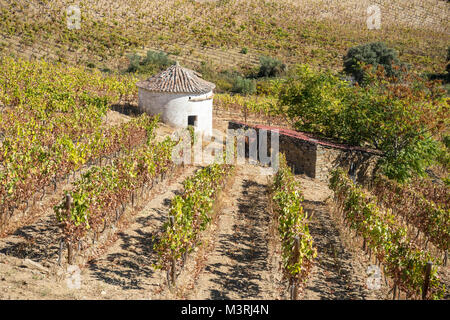 Weinbergen an den Hängen zwischen Horta und Sebadelhe, in der Weinregion Alto Douro, Nordportugal Stockfoto