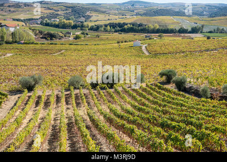 Weinbergen an den Hängen zwischen Horta und Sebadelhe, in der Weinregion Alto Douro, Nordportugal Stockfoto