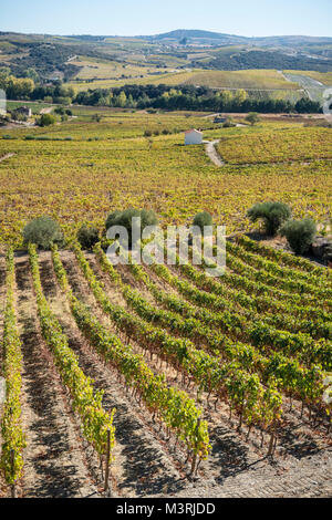 Weinbergen an den Hängen zwischen Horta und Sebadelhe, in der Weinregion Alto Douro, Nordportugal Stockfoto