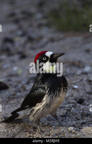 Neugierig acorn Specht bewohnt eine der Mikroklimata der Mount Lemmon Scenic Byway in Santa Catalina Mountains und die Coronado National Forest i Stockfoto