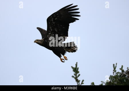 Atemberaubende Weißkopfseeadler (Haliaeetus Leucocephalus) Fliegen über Fillongley Strand, Denman Island, BC, Kanada Stockfoto