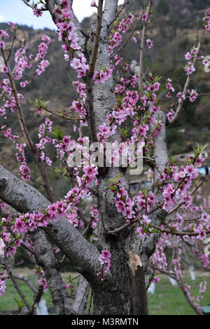 Peach Tree, kasauli, Himachal Pradesh, Indien, Asien Stockfoto
