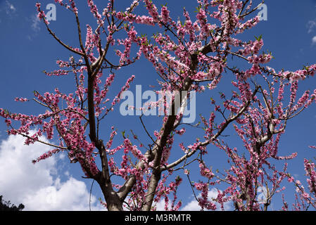 Peach Tree, kasauli, Himachal Pradesh, Indien, Asien Stockfoto