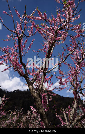 Peach Tree, kasauli, Himachal Pradesh, Indien, Asien Stockfoto