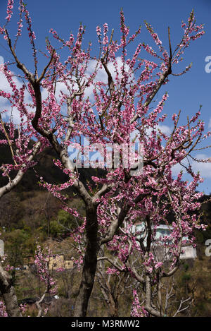 Peach Tree, kasauli, Himachal Pradesh, Indien, Asien Stockfoto