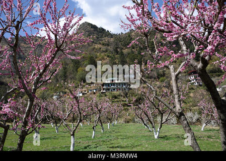 Peach Tree, kasauli, Himachal Pradesh, Indien, Asien Stockfoto