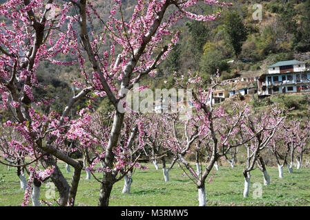 Peach Tree, kasauli, Himachal Pradesh, Indien, Asien Stockfoto