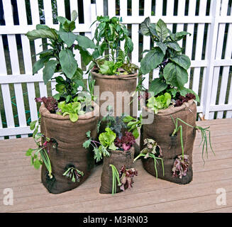 Konzept gardening" ihr eigenes Wachsen' und die Umgebung von Gemüse in Säcke gewachsen speichern Stockfoto