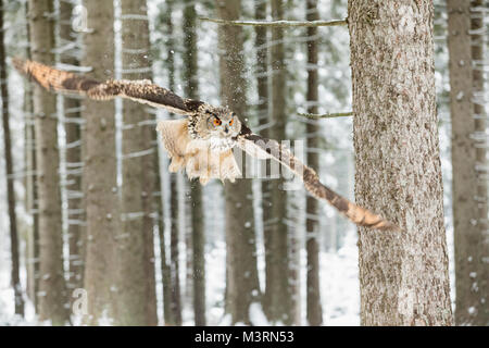 Uhu, Bubo bubo, fliegender Vogel mit offenen Flügeln im Winter Wald, Wald im Hintergrund, Tier in der Natur Lebensraum. Der Tschechischen Republik Stockfoto