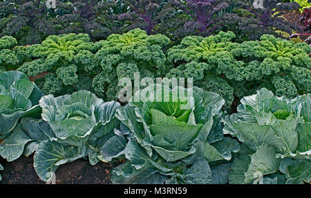 Reihen von Kraut und Kohl in eine Zuteilung Stockfoto