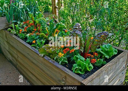 Eine erhöhte Bett Opf Gemüse und Blumen in einem städtischen Garten Stockfoto