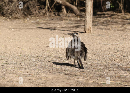 Größere Roadrunner Stockfoto