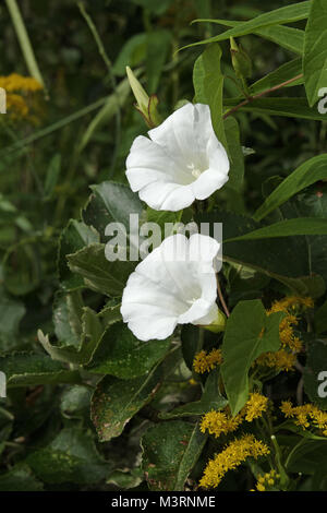 Blühende Hedge Bindweed oder Lady's Schlummertrunk (Calystegia sepium ssp. Sepium, Convolvulus sepium), pflanzliche Suzanne's Garden, Le Pas, Mayenne, Pays de Stockfoto