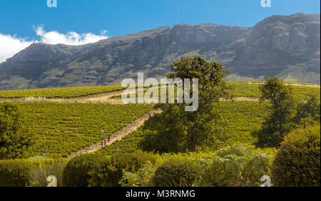 Die Groot Constantia Weingut in der Nähe von Kapstadt, Südafrika. Es ist Südafrikas ältesten Weinproduzenten, dating, die mehr als 300 Jahre. Stockfoto