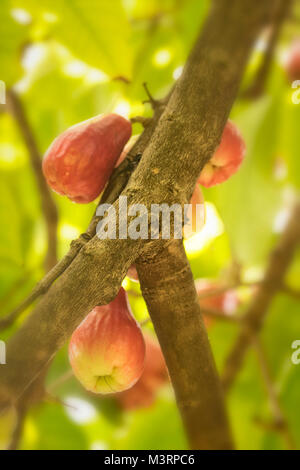 Die jamaikanische Otaheite Apple auf dem Baum in Ocho Rios Jamaica, West Indies, Karibik Stockfoto