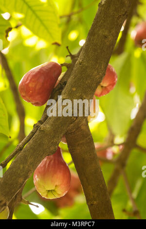 Die jamaikanische Otaheite Apple auf dem Baum in Ocho Rios Jamaica, West Indies, Karibik Stockfoto