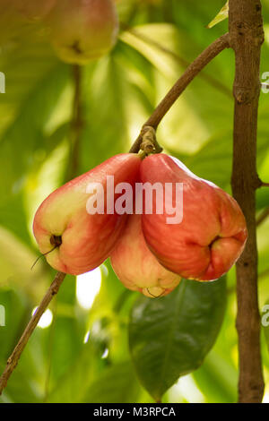 Die jamaikanische Otaheite Apple auf dem Baum in Ocho Rios Jamaica, West Indies, Karibik Stockfoto