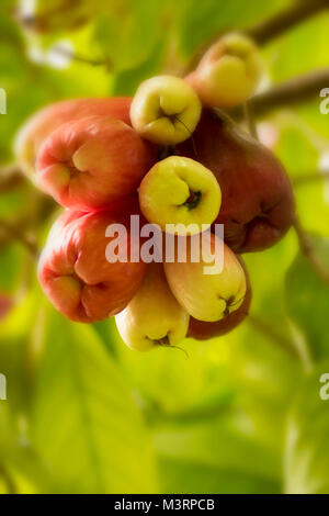 Die jamaikanische Otaheite Apple auf dem Baum in Ocho Rios Jamaica, West Indies, Karibik Stockfoto